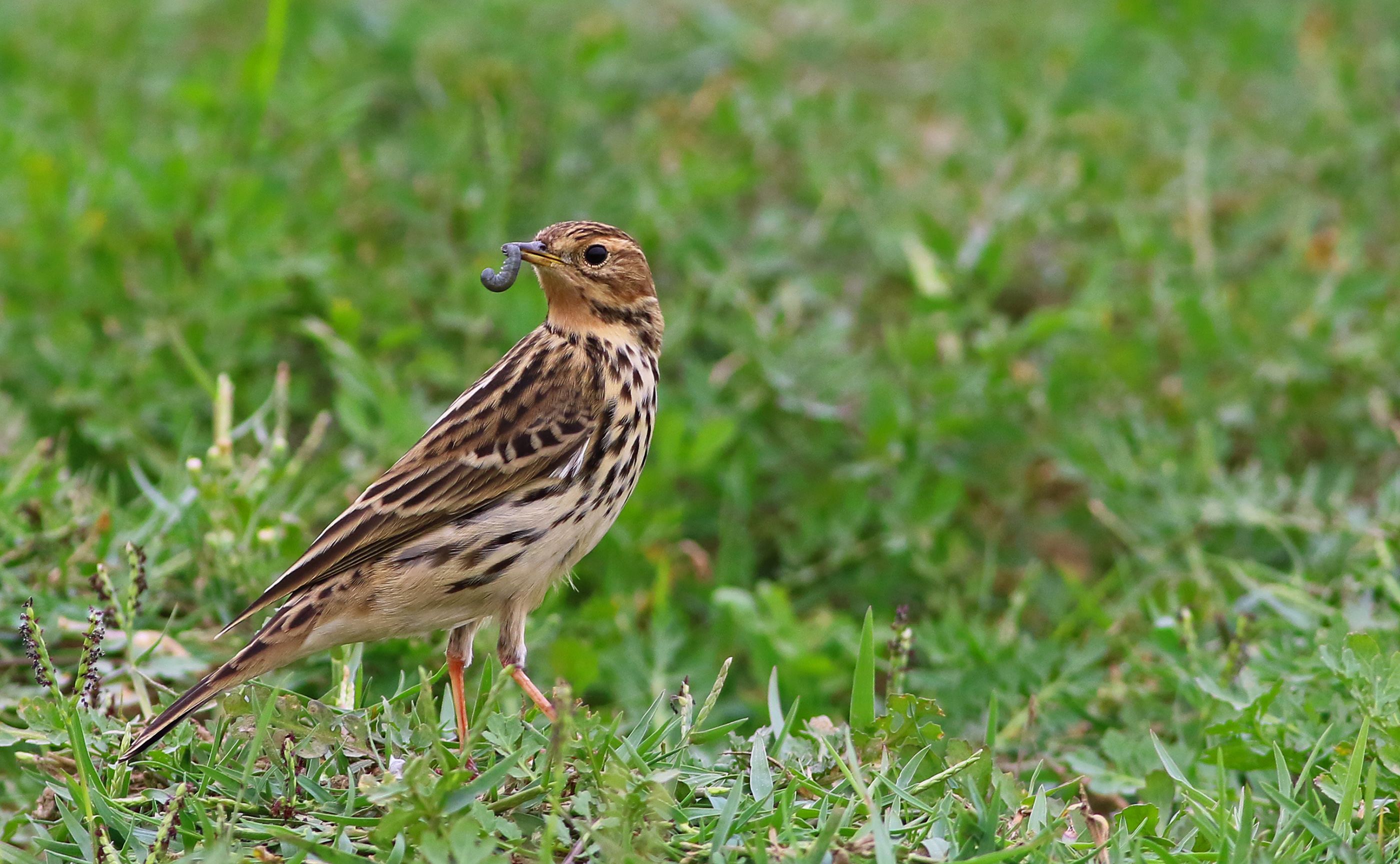 Red-throated Pipit